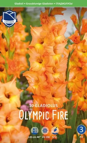 Гладиолус Olympic Flame (Lefeber), 1 шт - фото