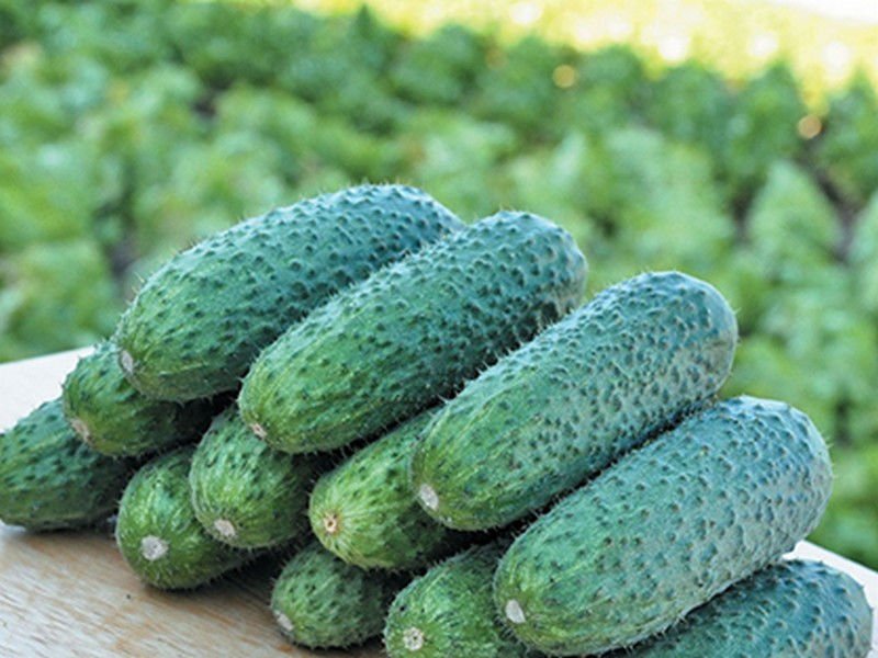 Семена Огурец Чайковский F1, 20 шт - фото