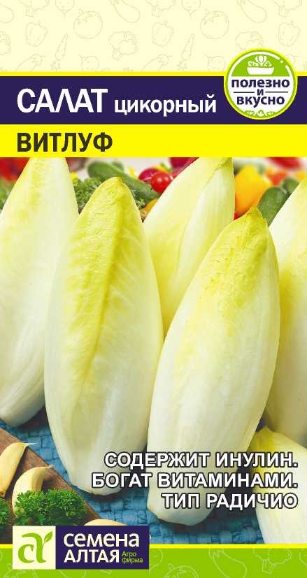 Семена Салат Цикорий Витлуф, 0,5 г - фото