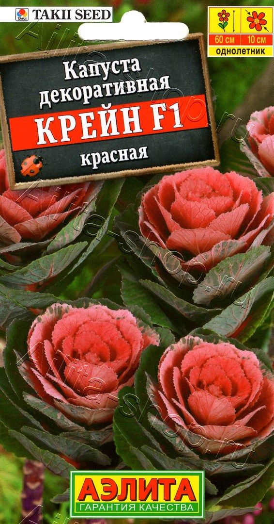 Семена Капуста декоративная Крейн красная, 7 шт - фото