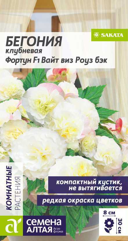 Семена Бегония Фортун F1 Вайт виз Роуз Бэк клубневая, 4 шт - фото