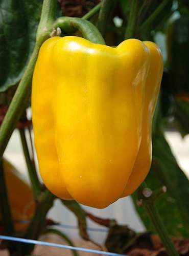 Семена Перец Мохай F1, 5 шт - фото