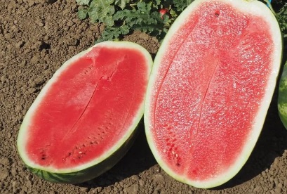 Семена Арбуз Амина F1, 5 шт - фото