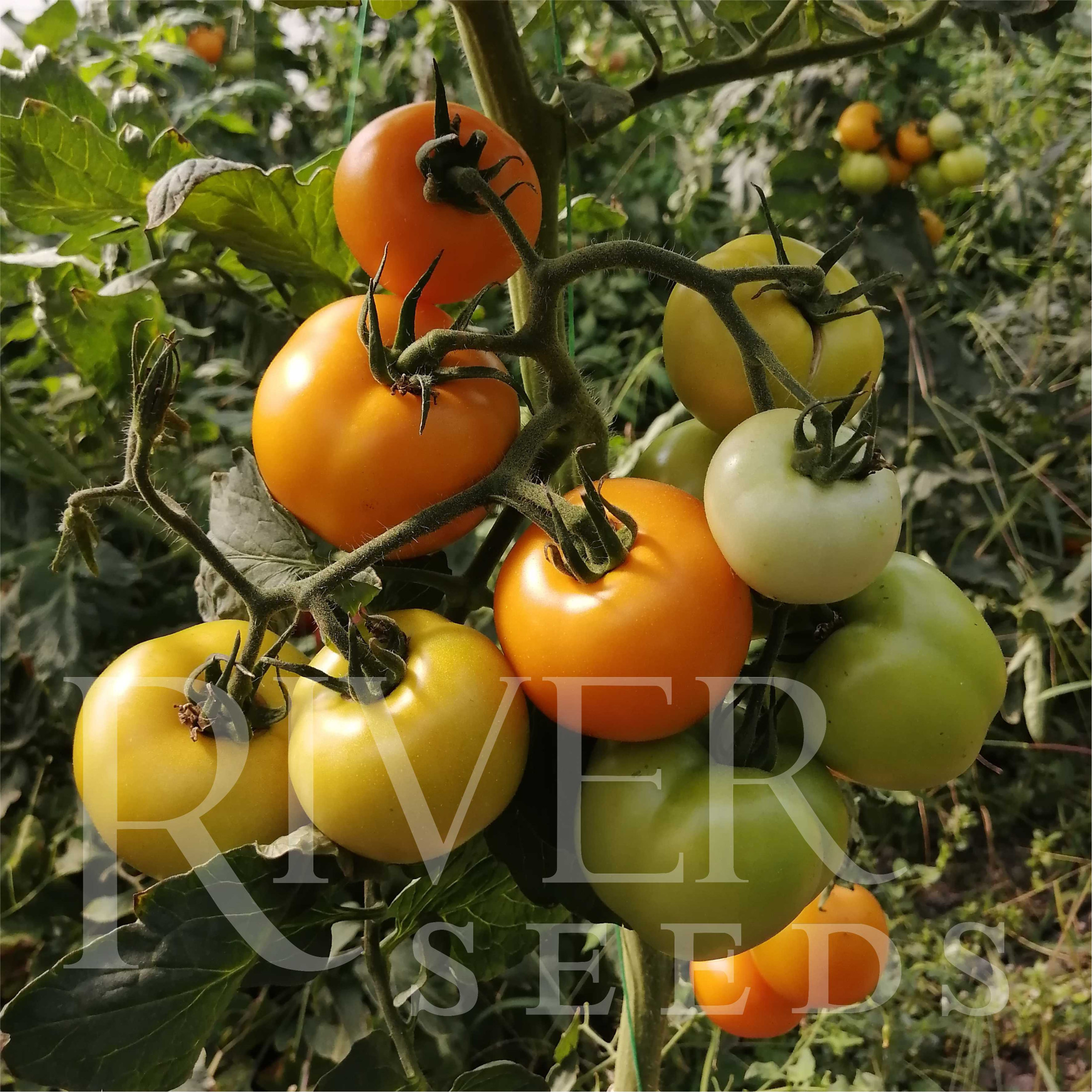 Семена Томат Доминика F1, 10 шт - фото