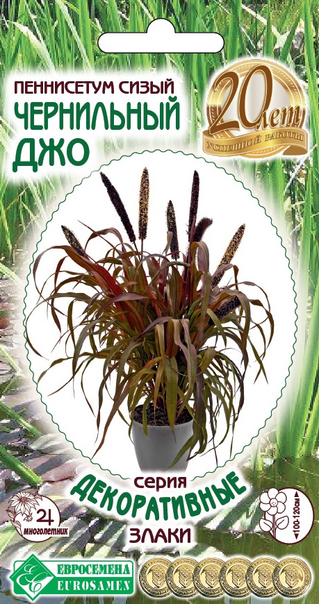 Семена Пеннисетум сизый Чернильный Джо, 5 шт - фото