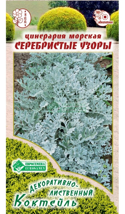 Семена Цинерария морская Серебристые узоры, 20 шт - фото