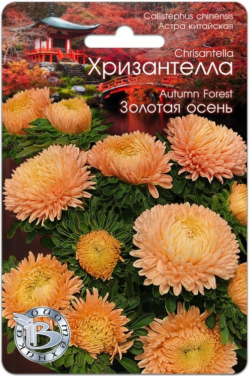 Семена Астра китайская Хризантелла Золотая осень, 30 шт - фото