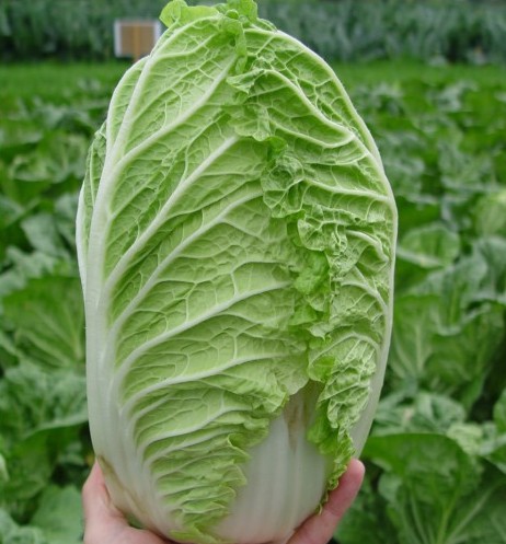 Семена Капуста пекинская Ричи F1, 20 шт - фото