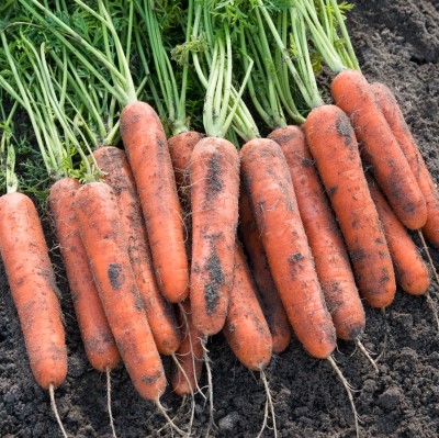 Семена Морковь Самсон, 3 г - фото