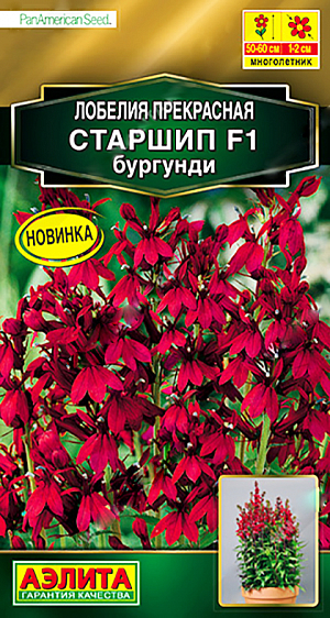 Семена Лобелия Старшип F1 бургунди, 5 шт - фото