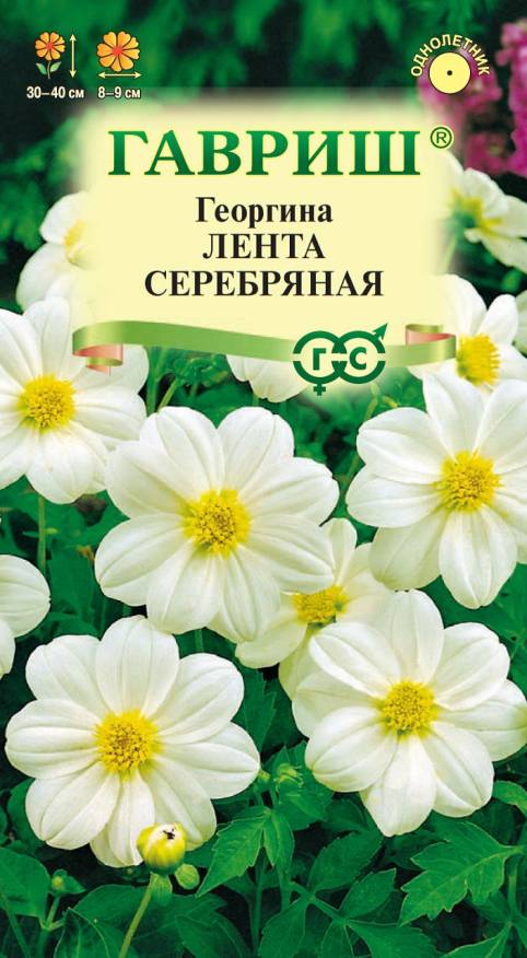 Семена Георгина Лента серебряная, 0,2 г - фото