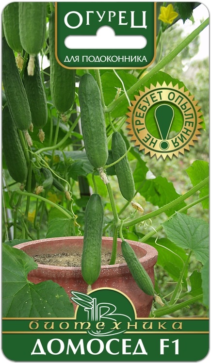 Семена Огурец Домосед F1, 6 шт - фото