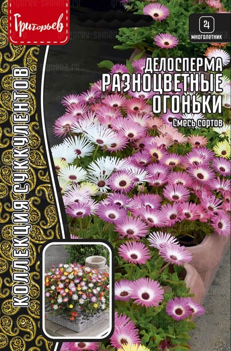 Семена Делосперма Разноцветные Огоньки, 0,01 г - фото