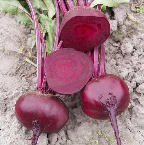 Семена Свёкла Водан F1, 3 г - фото