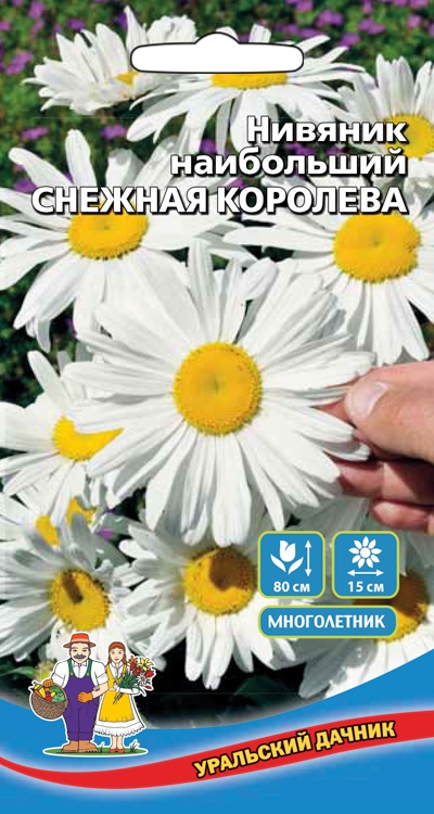 Семена Нивяник наибольший Снежная королева, 0,15 г - фото