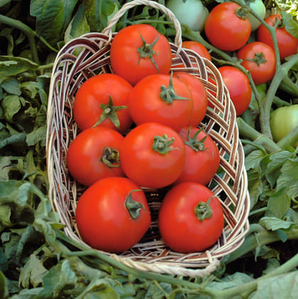 Семена Томат Полбиг F1, 20 шт - фото