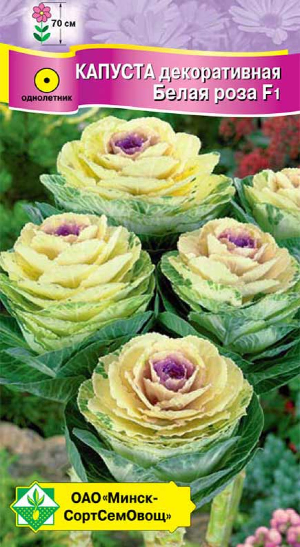 Семена Капуста декоративная Белая роза F1, 7 шт - фото