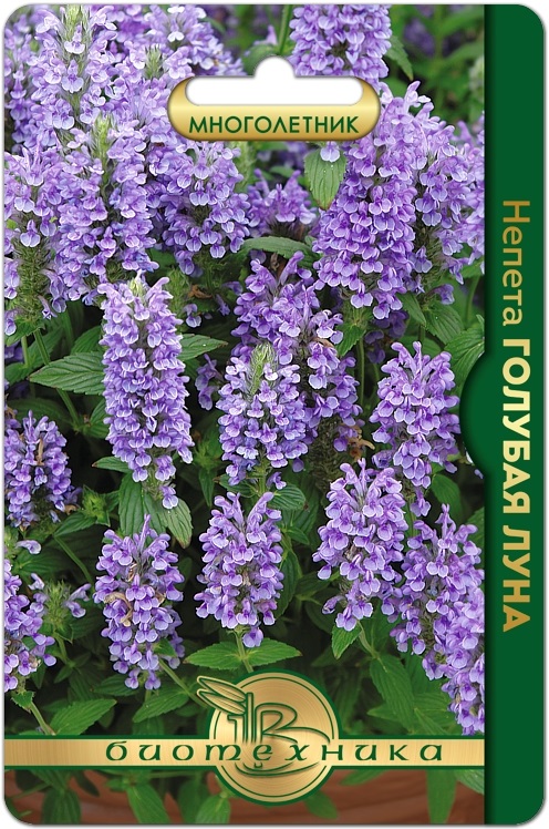 Семена Непета Голубая луна, 8 шт - фото