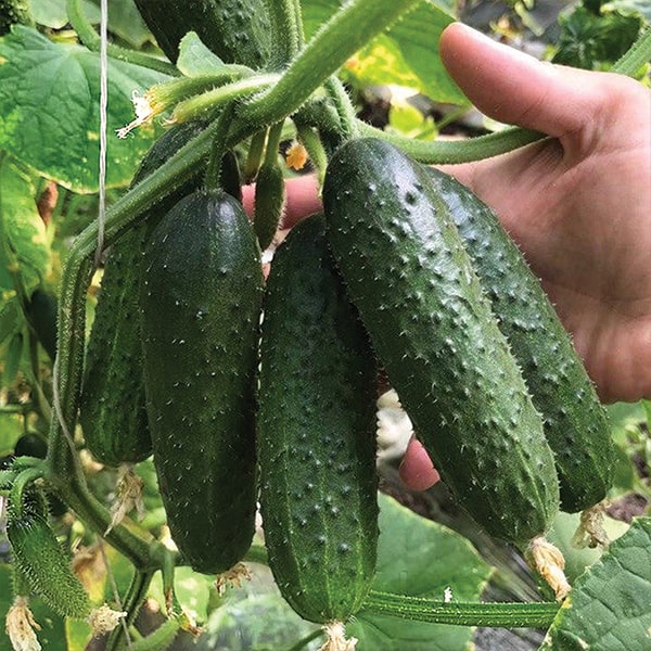 Семена Огурец Илонара F1, 20 шт - фото